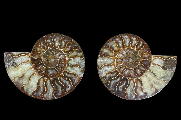 Agate Replaced Ammonite Fossil - Madagascar #169483